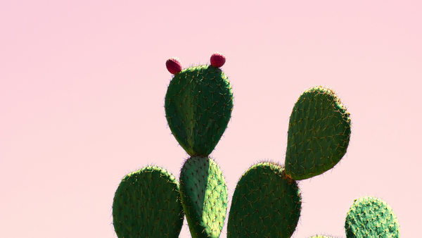 Why Prickly Pear Seed Oil is Our Star Ingredient